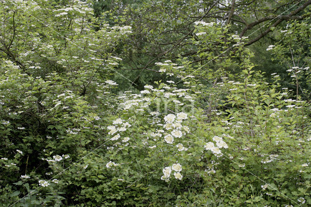 Gelderse roos (Viburnum opulus)