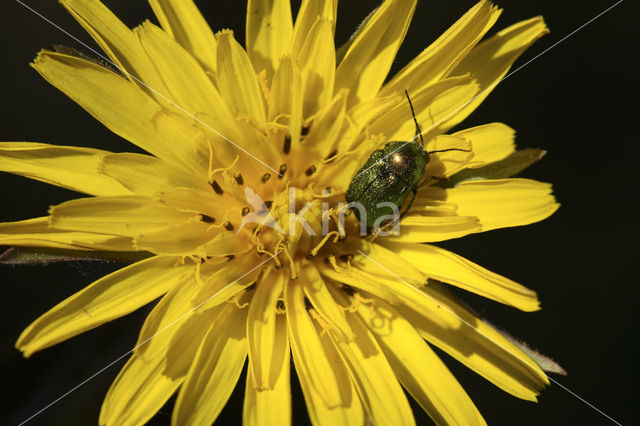 Gele morgenster (Tragopogon pratensis ssp. pratensis)