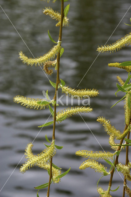 Gele treurwilg (Salix x chrysocoma )