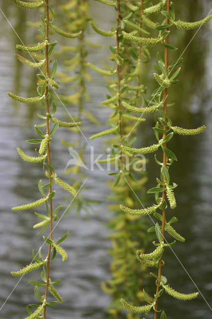 Gele treurwilg (Salix x chrysocoma )