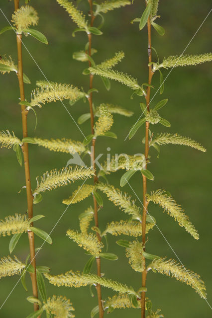 golden weeping willow (Salix x chrysocoma )