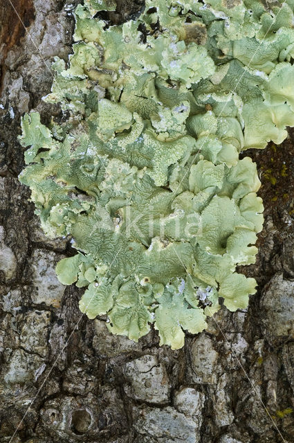 Gestippeld schildmos (Parmelia subrudecta)