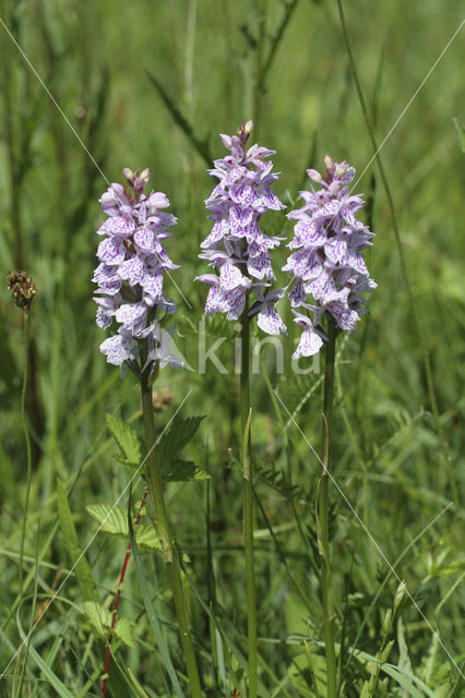 Spotted orchid (Dactylorhiza maculata)