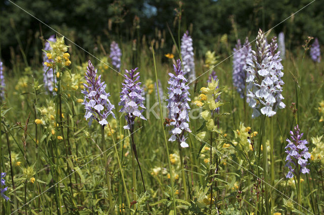 Gevlekte orchis (Dactylorhiza maculata)