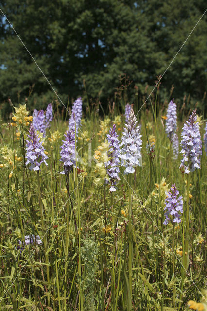 Gevlekte orchis (Dactylorhiza maculata)