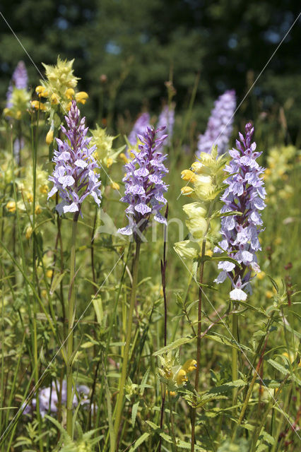 Gevlekte orchis (Dactylorhiza maculata)