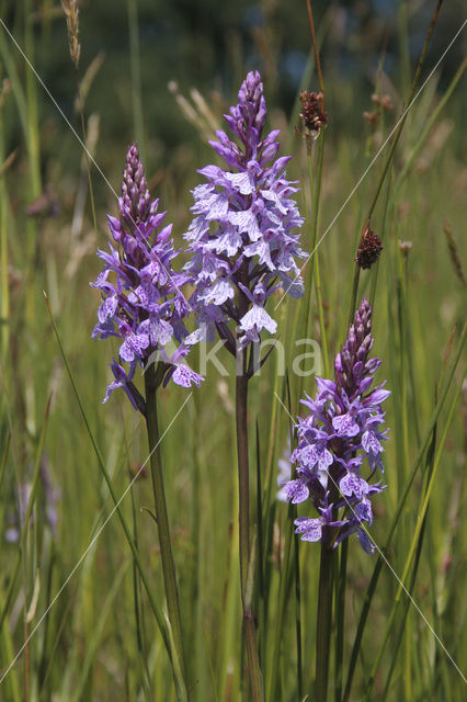 Gevlekte orchis (Dactylorhiza maculata)