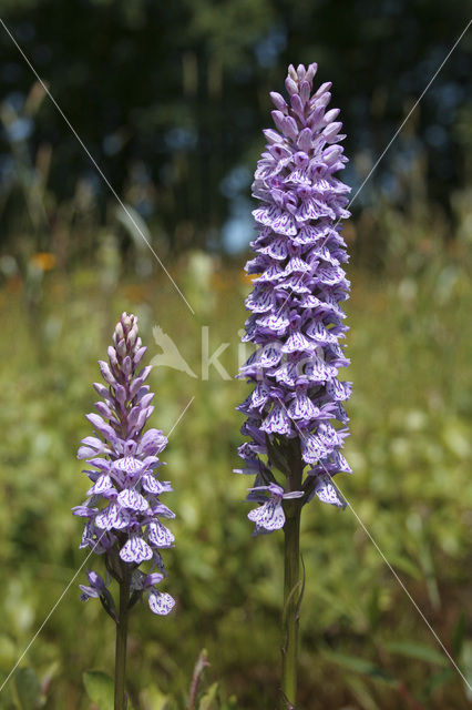 Gevlekte orchis (Dactylorhiza maculata)