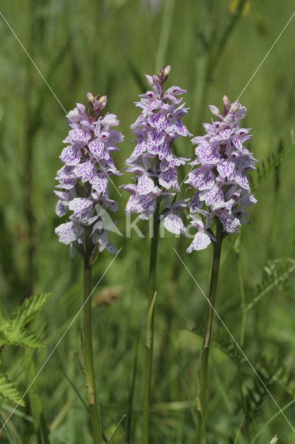 Spotted orchid (Dactylorhiza maculata)