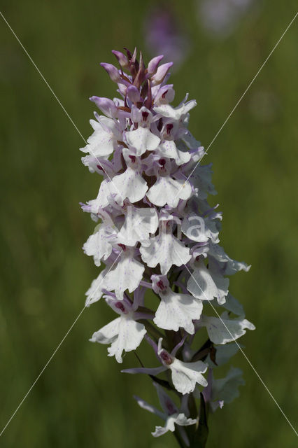 Gevlekte orchis (Dactylorhiza maculata)