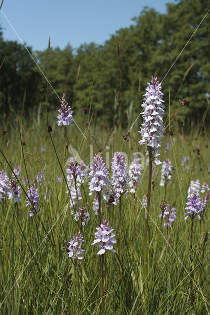 Gevlekte orchis (Dactylorhiza maculata)