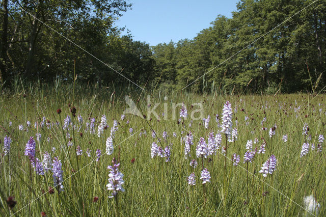 Gevlekte orchis (Dactylorhiza maculata)