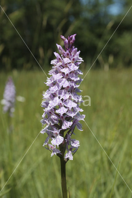 Spotted orchid (Dactylorhiza maculata)