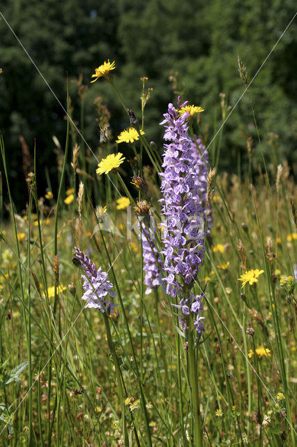 Gevlekte orchis (Dactylorhiza maculata)