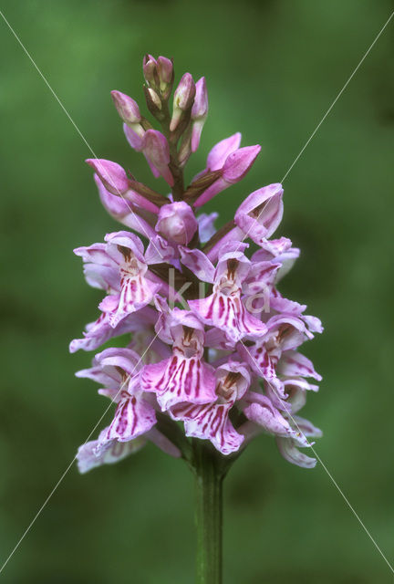 Gevlekte orchis (Dactylorhiza maculata)