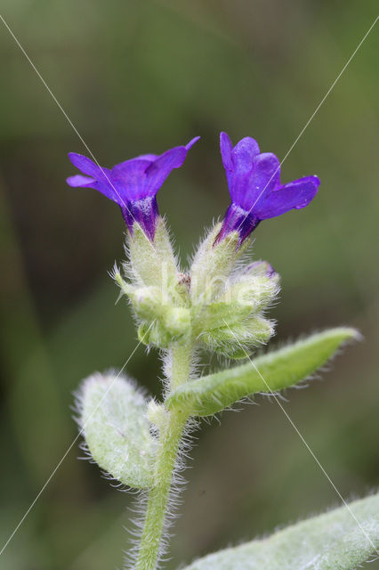 Gewone ossentong (Anchusa officinalis)