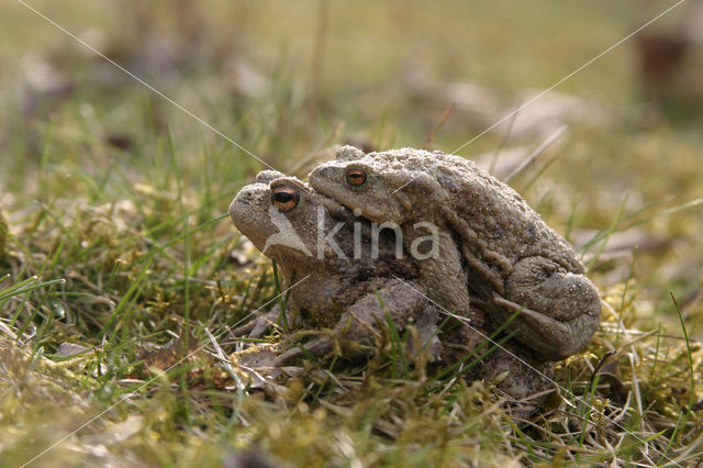 Gewone pad (Bufo bufo)