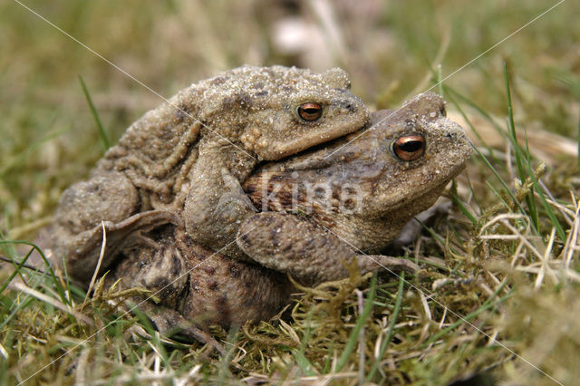 Gewone pad (Bufo bufo)