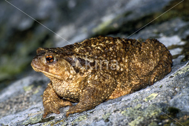 Gewone pad (Bufo bufo)