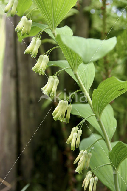 Gewone salomonszegel (Polygonatum multiflorum)