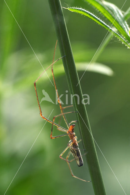 Gewone strekspin (Tetragnatha extensa)