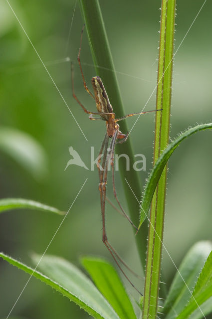 Gewone strekspin (Tetragnatha extensa)