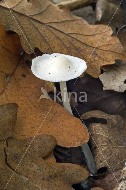 Gipsmycena (Hemimycena cucullata)