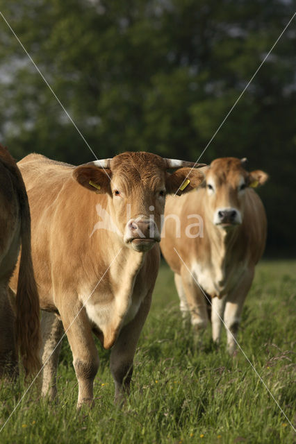 Glanrund Koe (Bos domesticus)