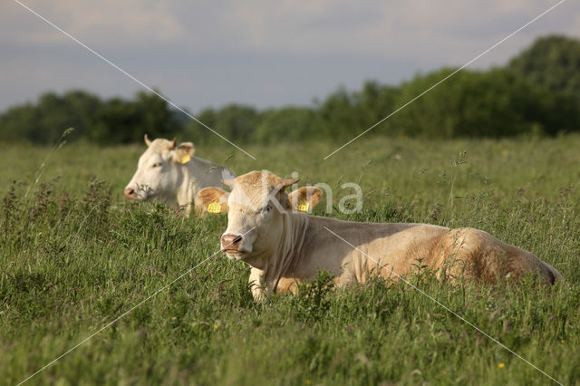 Cow (Bos domesticus)