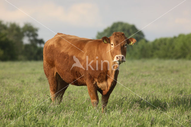 Glanrund Koe (Bos domesticus)