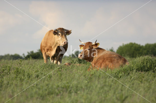 Glanrund Koe (Bos domesticus)