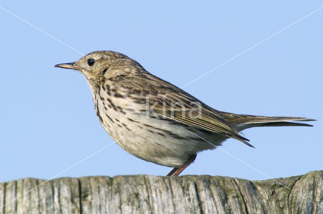 Graspieper (Anthus pratensis)