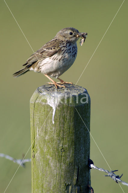 Graspieper (Anthus pratensis)