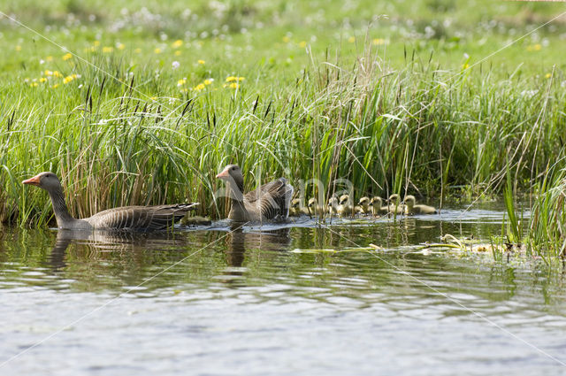 Grauwe Gans (Anser anser)