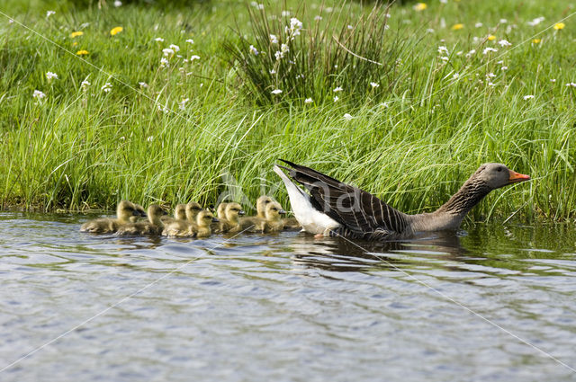 Grauwe Gans (Anser anser)