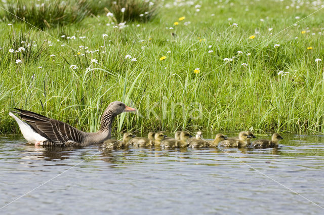 Grauwe Gans (Anser anser)