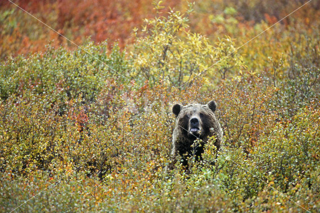 Grizzlybeer