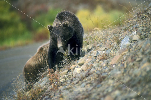 Grizzlybeer