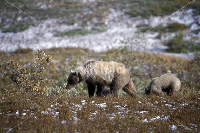 Grizzlybeer