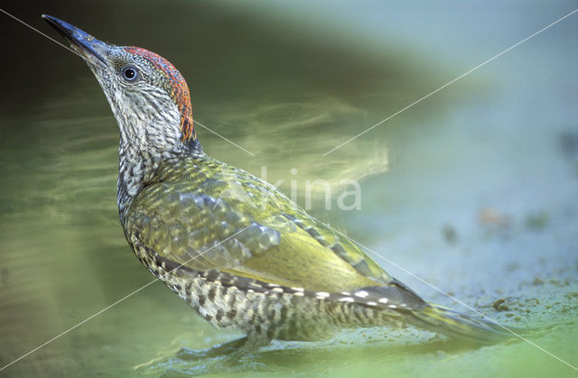 Groene Specht (Picus viridis)