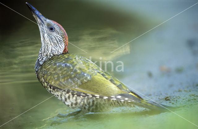 Groene Specht (Picus viridis)