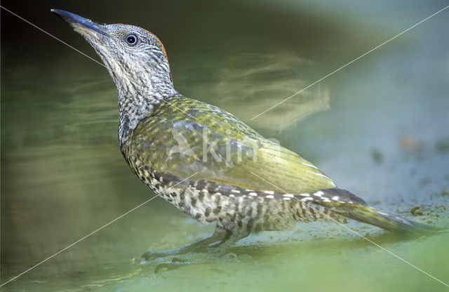 Groene Specht (Picus viridis)