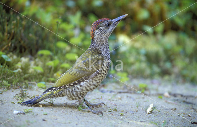 Groene Specht (Picus viridis)