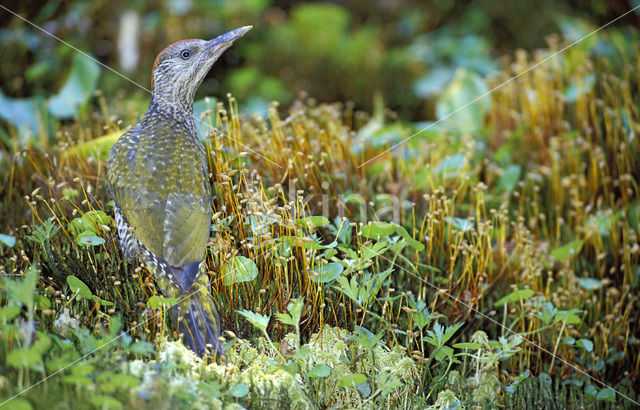 Groene Specht (Picus viridis)