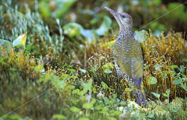 Groene Specht (Picus viridis)