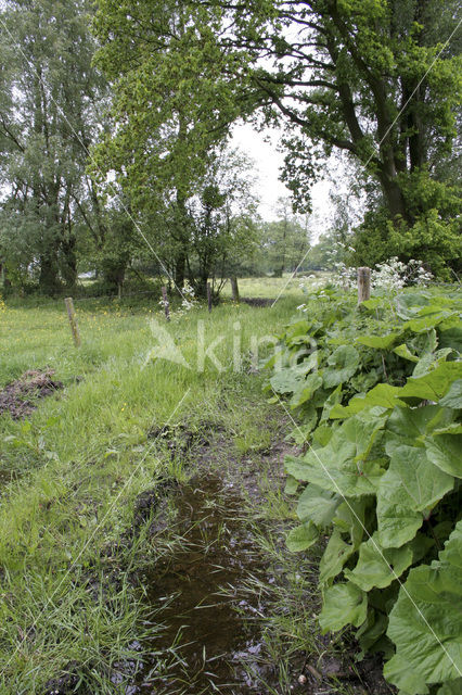 Groot hoefblad (Petasites hybridus)