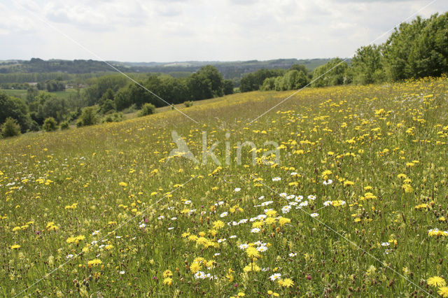 Groot streepzaad (Crepis biennis)