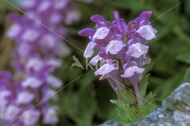 Grote brunel (Prunella grandiflora)