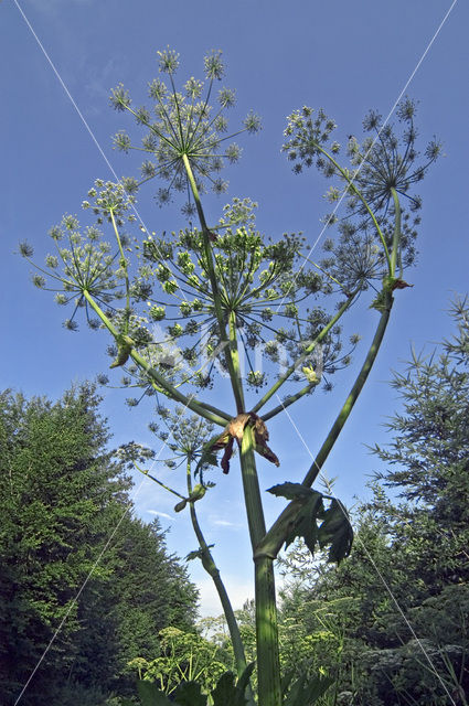 Grote engelwortel (Angelica archangelica)