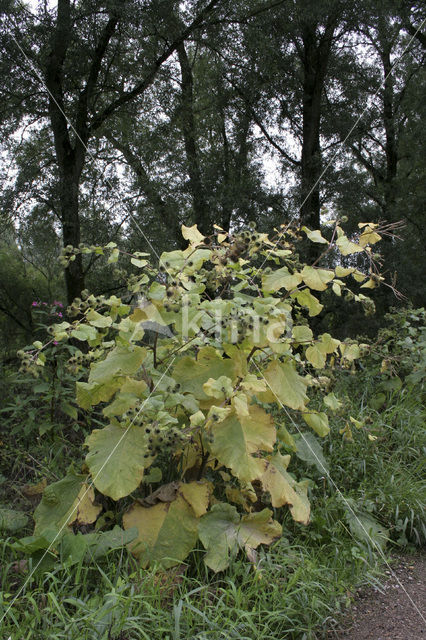 Grote klit (Arctium lappa)